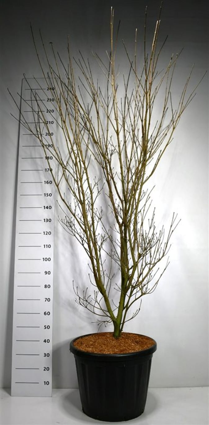 Cornus k. 'Weisse Fontaine' - C80 175-200 CM